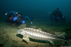 Mark and Dirk in action with the Sturgeon at Capernwray by Alan Fryer 